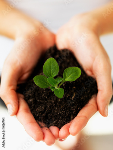 Hands holding sapling photo