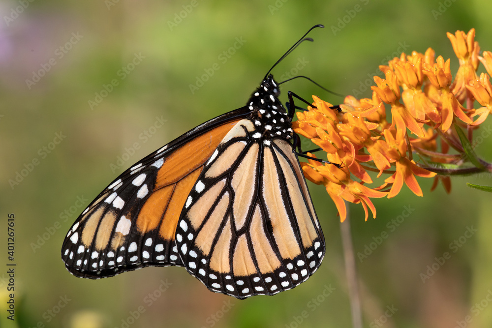 Fototapeta premium Monarch butterfly
