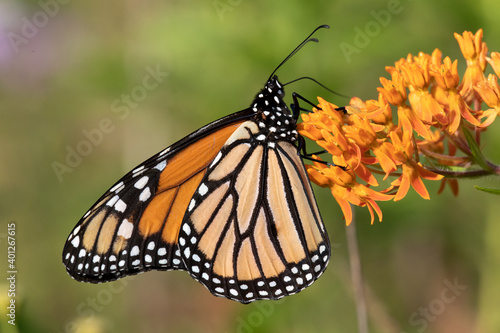 Monarch butterfly © Randy Klimek
