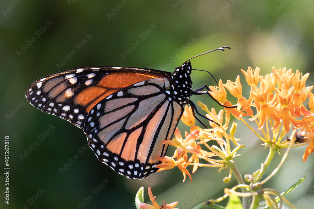 Monarch butterfly Monarch butterfly