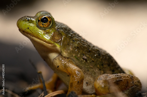 Bullfrog  © Randy Klimek