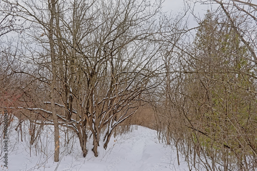 hiking trail through a snowy forest in Gatineau national park Canada hiking trail through a snowy forest in Gatineau national park Canada