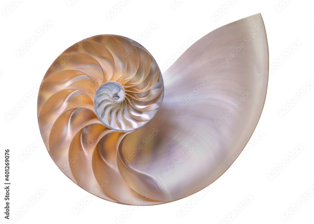 Nautilus shell on white background Nautilus shell on white background