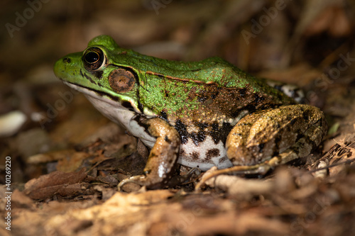 Northern Green Frog