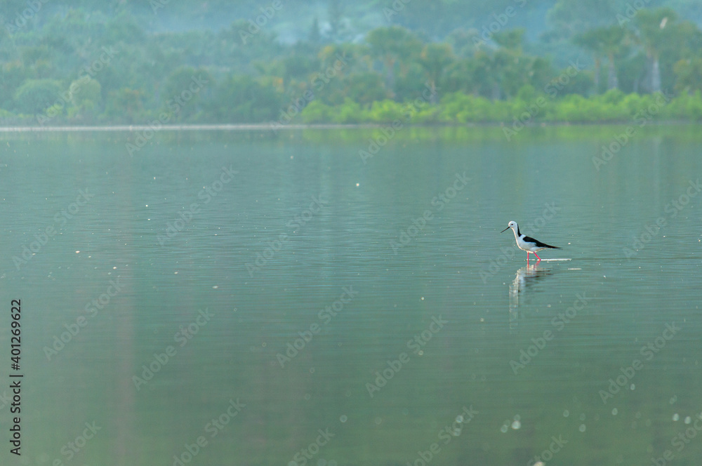 a beautiful lake and bird in Tacitolu Timor Leste