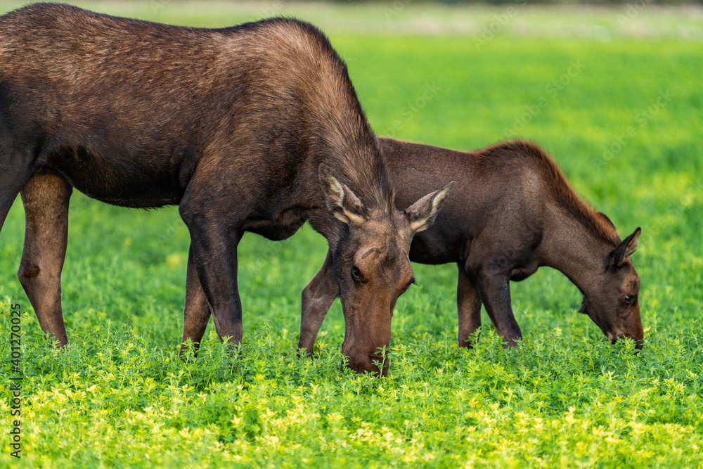 USA, Idaho, Bellevue, Moose cow and calf grazing in meadow USA, Idaho, Bellevue, Moose cow and calf grazing in meadow