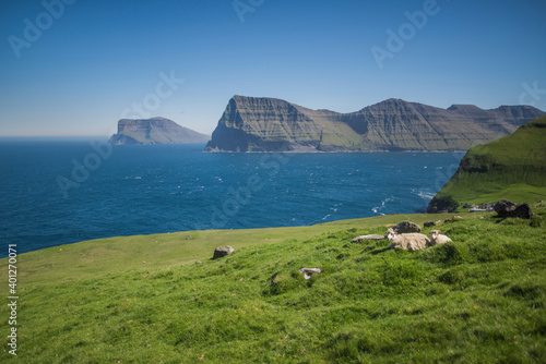 Denmark, Faroe Islands, Klaksvik, Trollanes, Sheep lying on coast photo