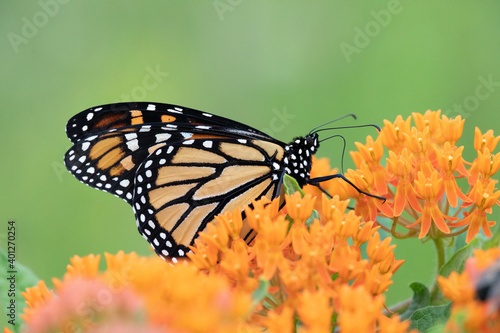 Butterfly © Randy Klimek