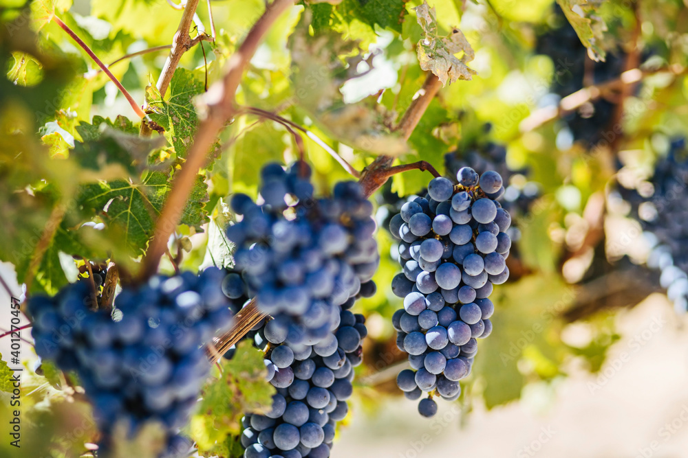 Bright bunches of fresh grapes growing on vine with thin twigs and spiky leaves on vineyard plantation Bright bunches of fresh grapes growing on vine with thin twigs and spiky leaves on vineyard plantation