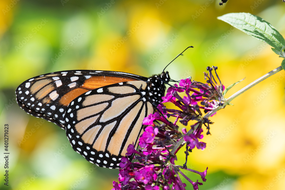 Obraz premium Monarch butterfly