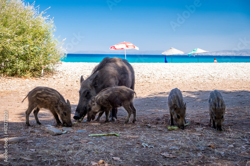 Fototapeta Naklejka Na Ścianę i Meble -  Wild boar family in Dilek Peninsula National Park in Kusadasi, Turkey