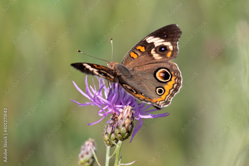 Fototapeta premium Butterfly