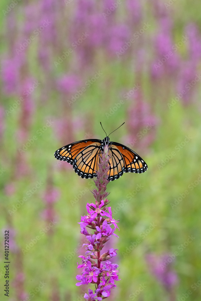 Obraz premium Butterfly