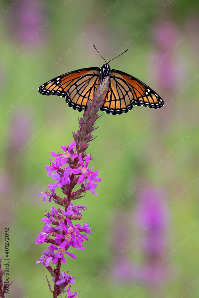 Fototapeta premium Butterfly