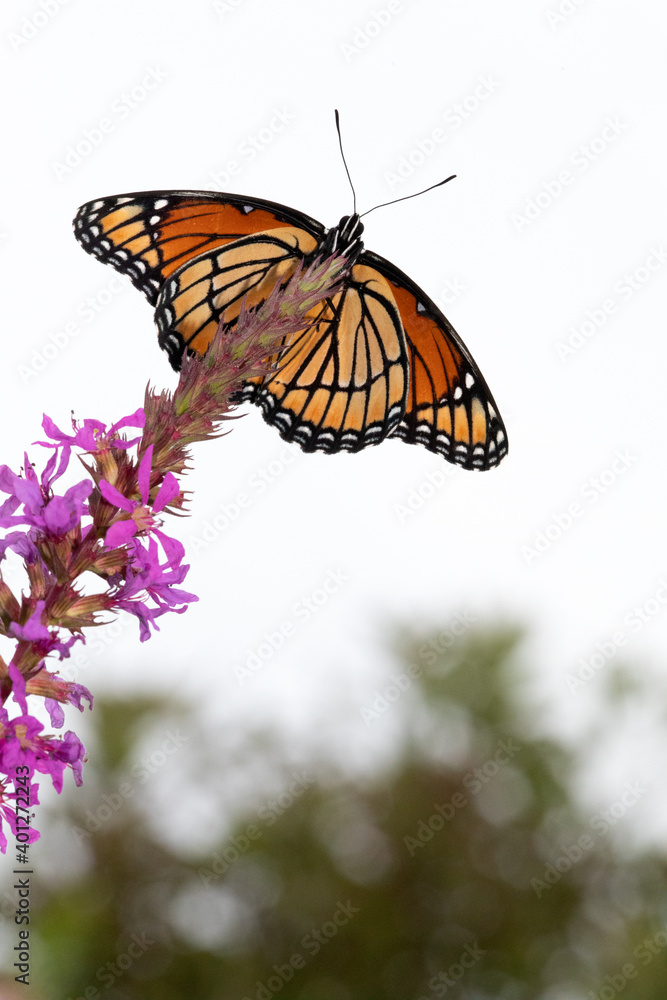 Fototapeta premium Butterfly