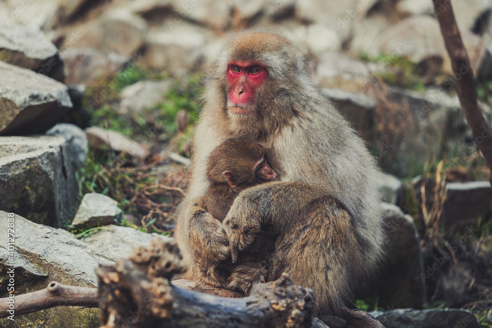Adult and baby Japanese macaques cuddling tenderly while sitting on stones in Jigokudani Monkey Park in Yamanouchi and looking away Adult and baby Japanese macaques cuddling tenderly while sitting on stones in Jigokudani Monkey Park in Yamanouchi and looking away