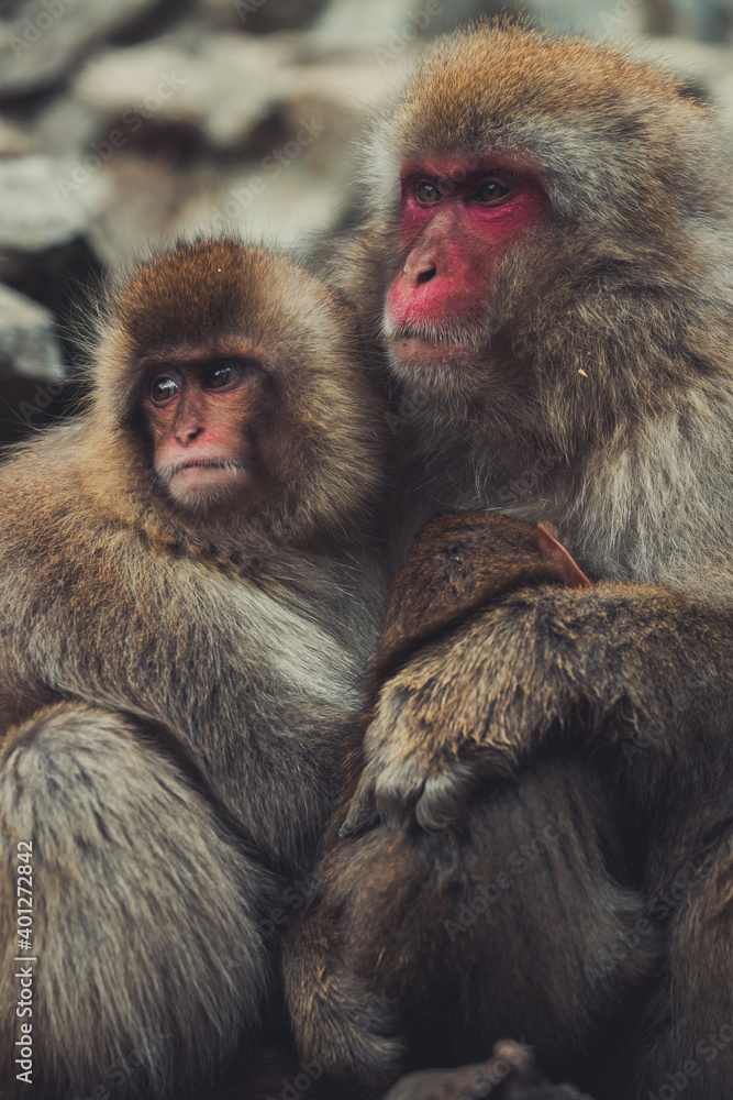 Adult and baby Japanese macaques cuddling tenderly while sitting on stones in Jigokudani Monkey Park in Yamanouchi and looking away Adult and baby Japanese macaques cuddling tenderly while sitting on stones in Jigokudani Monkey Park in Yamanouchi and looking away