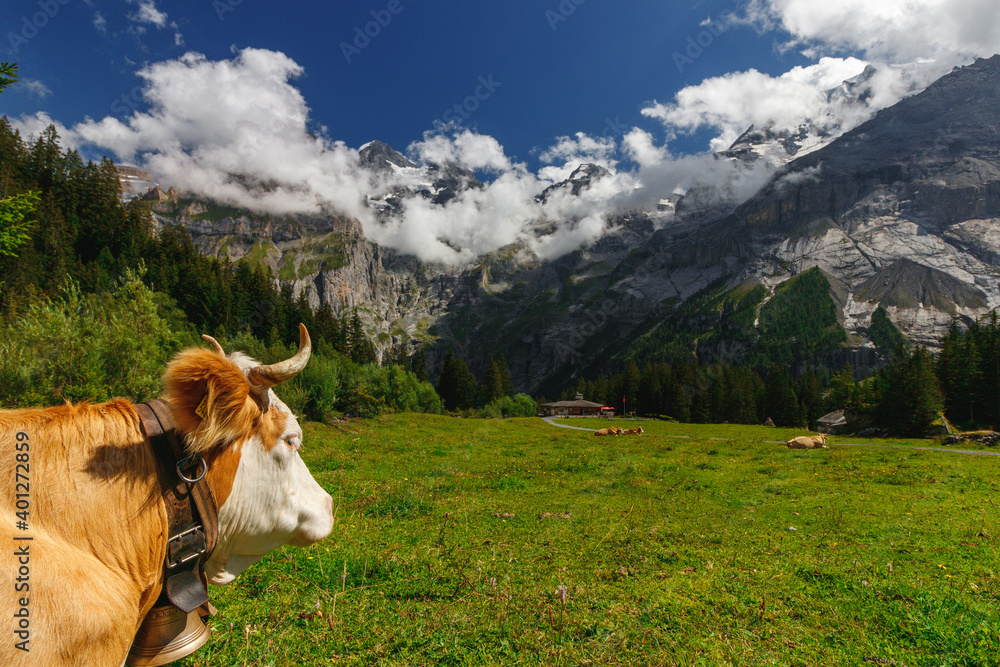 cow at the Oeschinensee in the swiss alps