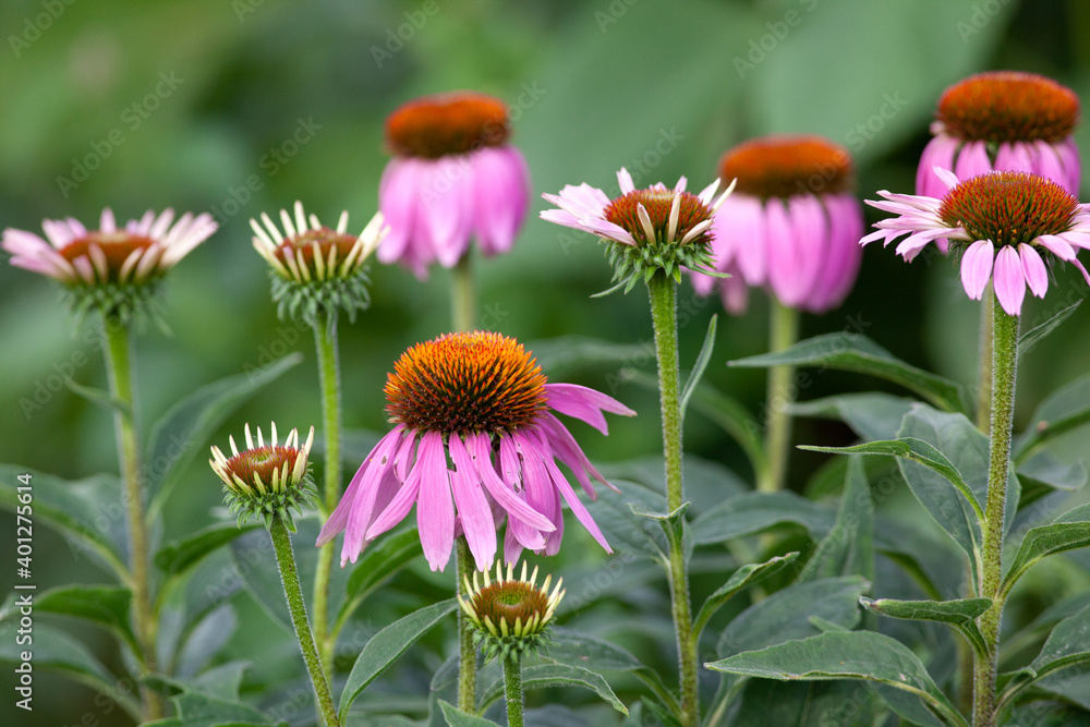 Fototapeta premium Flowers