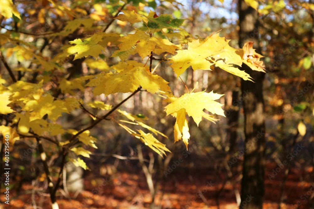 Viernheimer Herbstwald