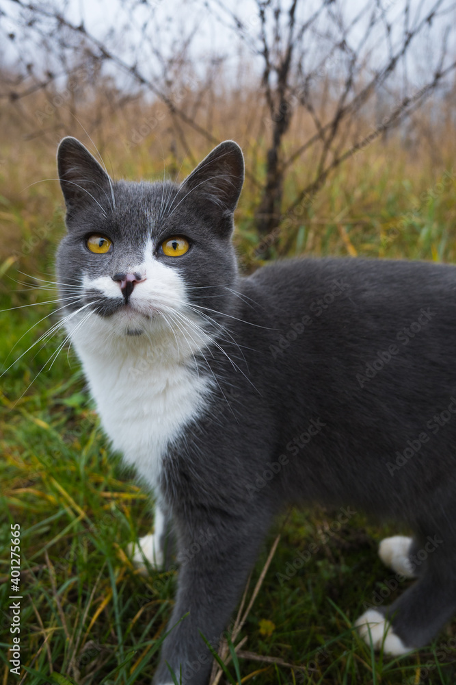 Gray rural cat with yellow eyes in natural environment. Gray rural cat with yellow eyes in natural environment.