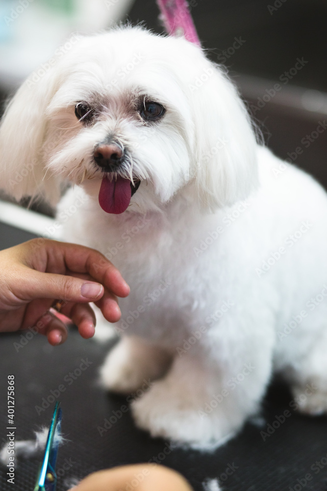 From above of cute fluffy purebred dog with tongue out sitting on grooming table near crop anonymous groomer From above of cute fluffy purebred dog with tongue out sitting on grooming table near crop anonymous groomer