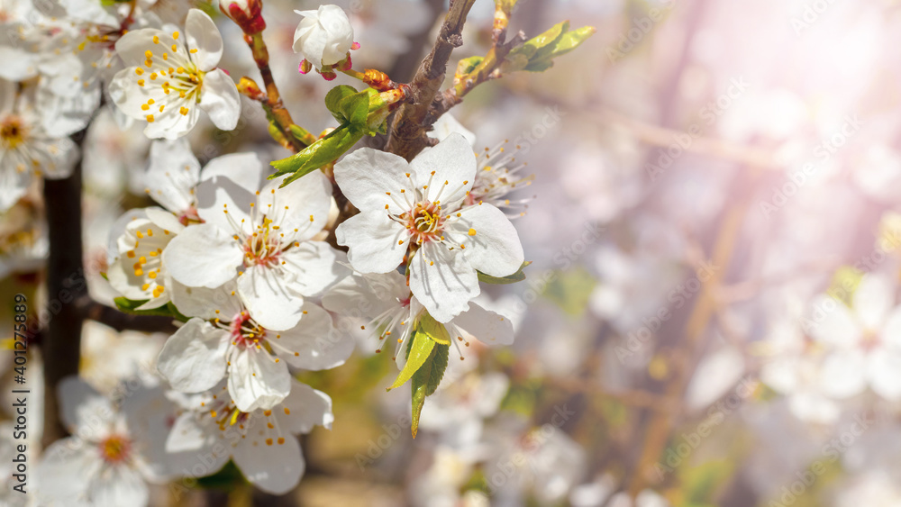 Flowering tree in sunny weather, white flowers on the tree close up