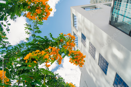 Fototapeta Naklejka Na Ścianę i Meble -  window with flowers