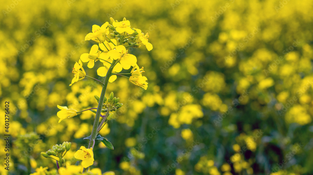 Rapeseed flowers in the field close up