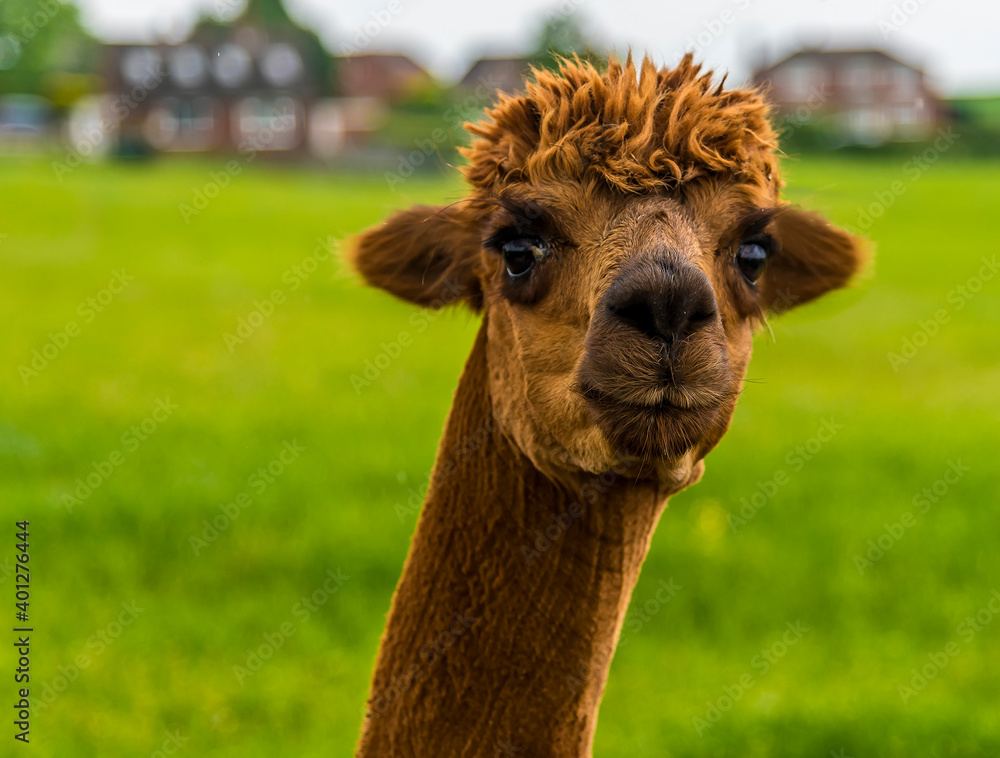 A cute brown Alpaca in Charnwood Forest, UK on a spring day, shot with face focus and blurred background