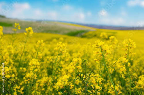 Spring view with yellow rapeseed flowers in the field © Volodymyr