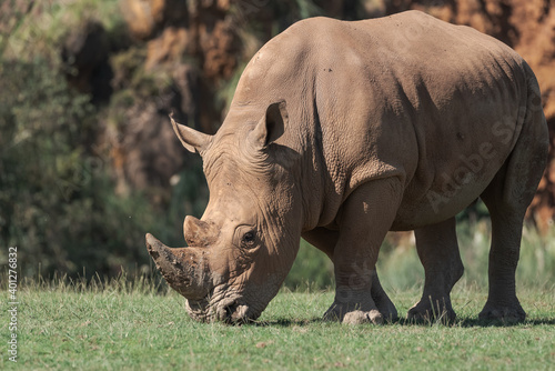 Outdoors shot of rhino pasturing on green lawn.