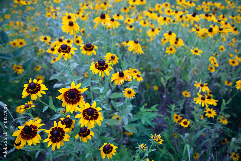 Flowers Flowers