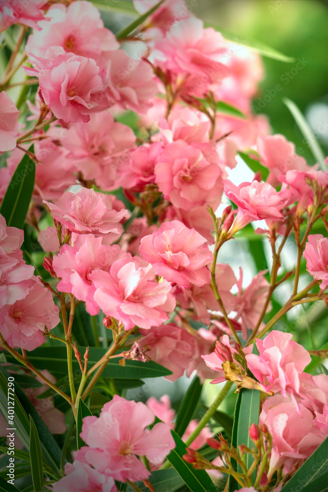 Obraz premium bush of bright pink azalea flowers, from flowering plants.