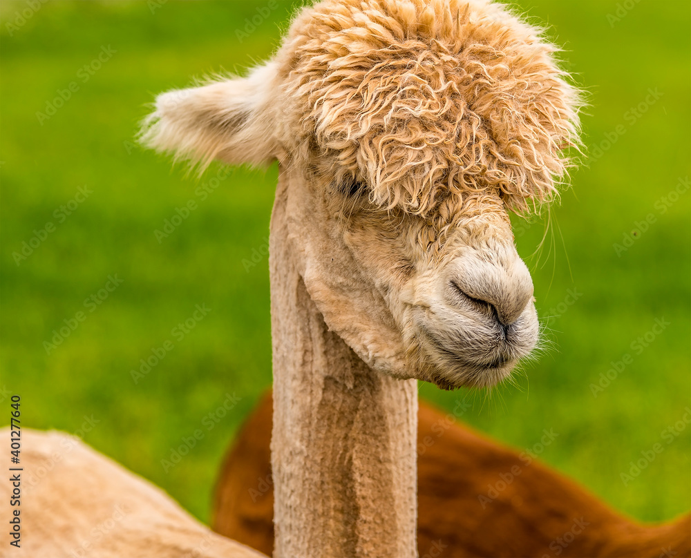 A close-up view of an apricot coloured Alpaca, recently sheared but still with tufty head in Charnwood Forest, UK on a spring day shot with face focus and blurred background