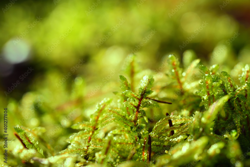 Close up and background of green damp moss growing on damp ground Close up and background of green damp moss growing on damp ground