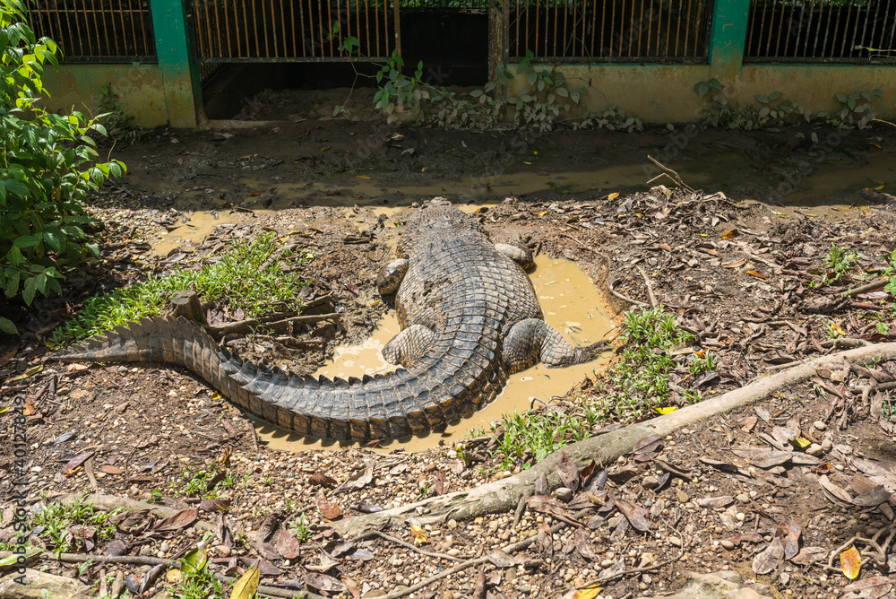 Semenggoh Wildlife Rehabilitation Centre is a feeding and research station for orangutans in the Malaysian part of Borneo. It also includes a botanical garden and enclosures with saltwater crocodiles