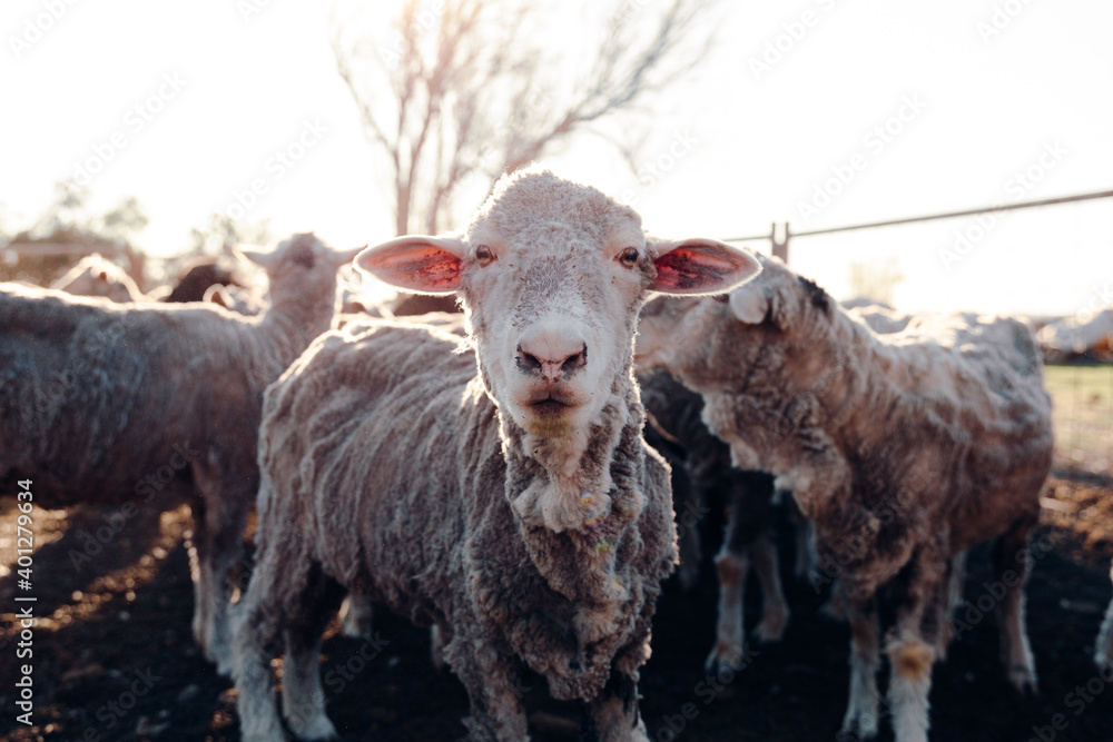 Flock of cute sheep standing behind fence in village on sunny day Flock of cute sheep standing behind fence in village on sunny day
