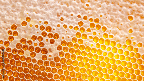 Quadro su tela bee fresh honey in combs