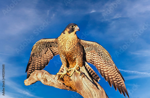 Peregrine falcon with wings spread