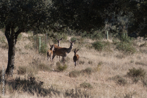 Iberian red deers,Cervus elaphus hispanicus. Cub and female in the background. Monfrague National Park.