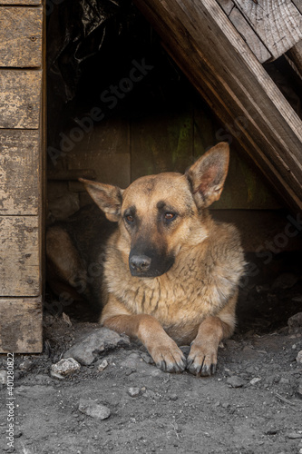 closeup portrait sad homeless abandoned colored brown dog outdoor