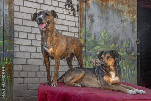 closeup portrait sad homeless abandoned colored two dogs outdoor