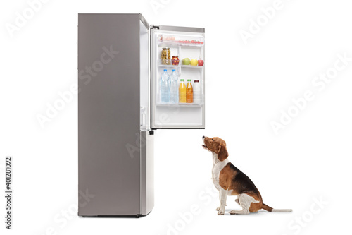 Beagle dog sitting in front of a fridge