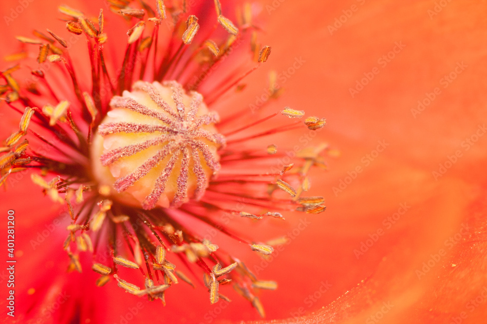 Bright red poppy bud. A closeup of a poppy bud. Poppy flower detail Bright red poppy bud. A closeup of a poppy bud. Poppy flower detail