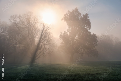 Park trees in a misty and sunny winter morning