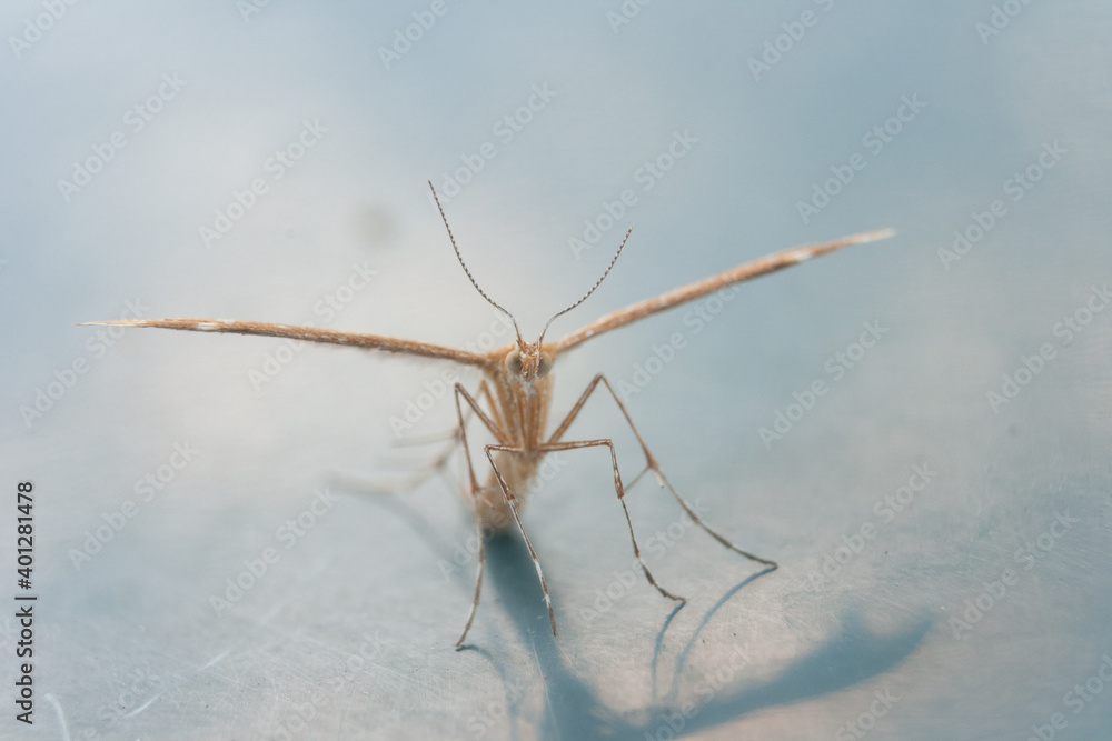 a little insect on white background and shadow a little insect on white background and shadow