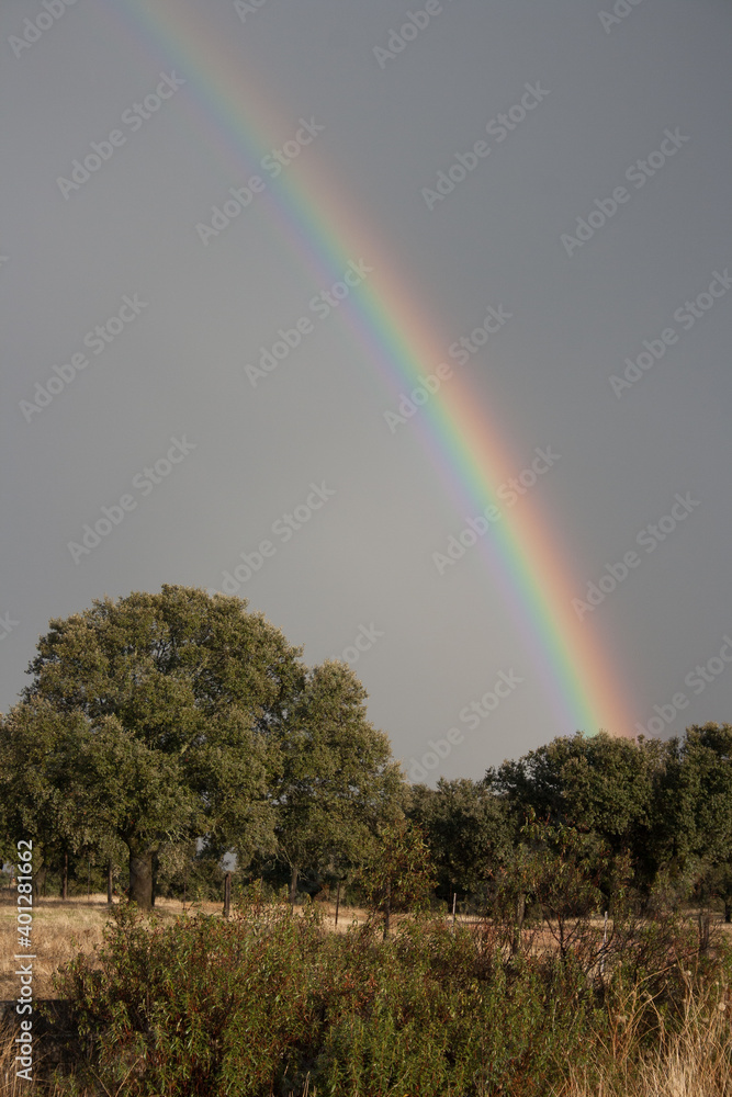 A bright rainbow in the sky against the background of green trees and blue sky.