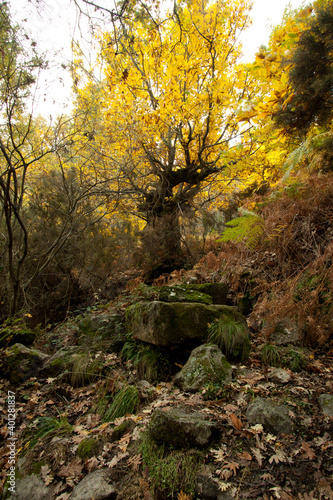 Forest of old chestnut trees with huge trunks in the autumn light in the Jerte Valley