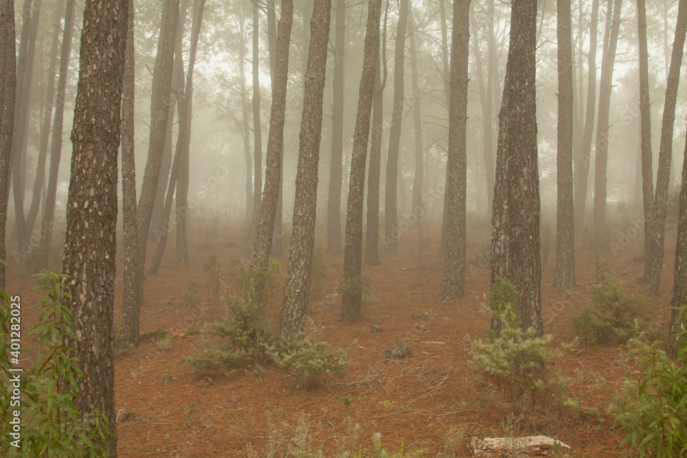 Magical atmosphere inside a pine forest in the Jerte Valley. Dark changing misty forest, December fog
